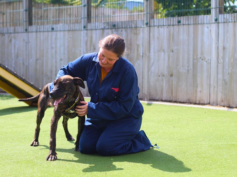 Mastiff for adoption in Manchester, Greater Manchester – 4 years old - Image 3 of 8