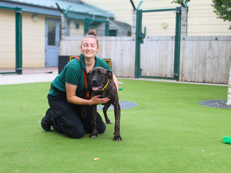 Mira | Italian Corso Dog Cross | Manchester - 1