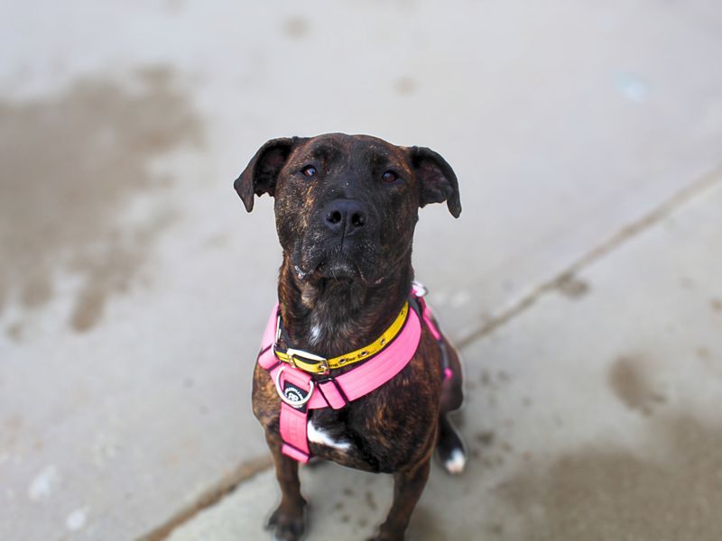 Mira | Mastiff Cross | Manchester - 1