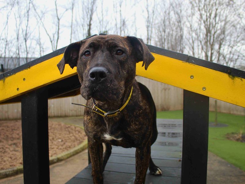 Mira | Mastiff Cross | Manchester - 1