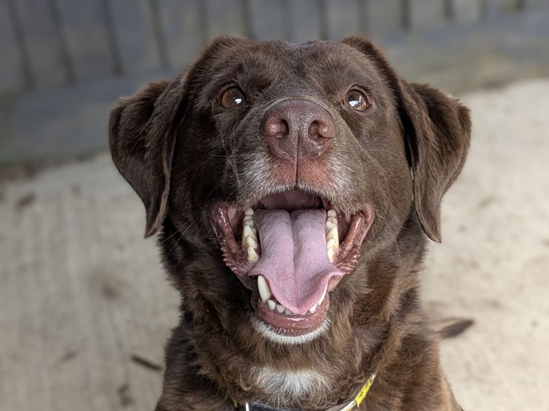 Peaches | Retriever (Labrador) | Shoreham (Sussex) - 1