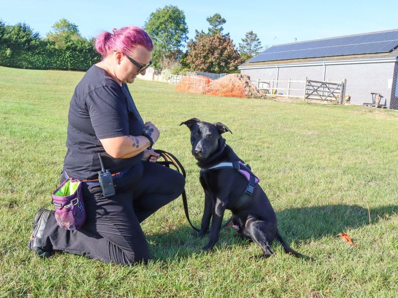 Snoop | Retriever (Labrador) Cross | Evesham (Worcestershire) - 1