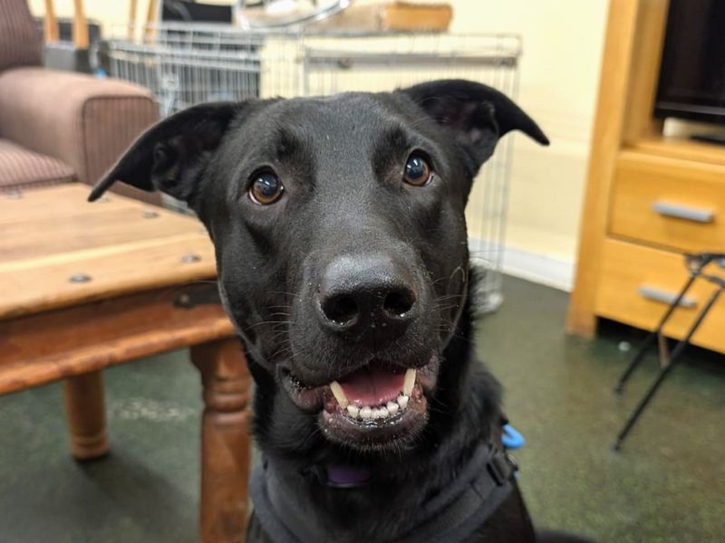Snoop, a 2 years old male Belgian Shepherd available for adoption from Dogs Trust in Evesham, West Midlands