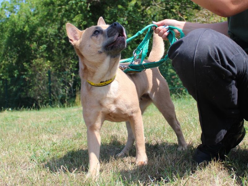 Tyla | Crossbreed | Evesham (Worcestershire) - 1