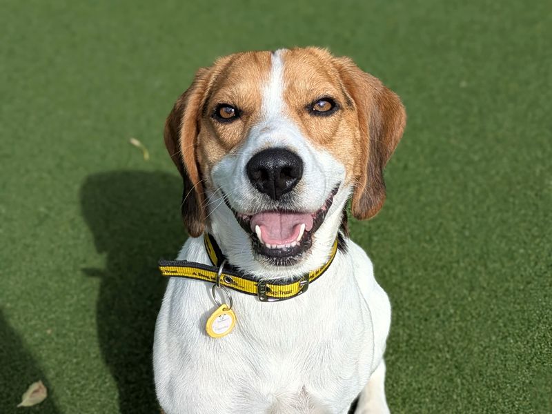 Beagle for adoption in Shoreham by Sea, West Sussex – 4 years old