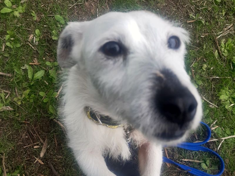 Jack Russell for adoption in Shoreham by Sea, West Sussex – 2 years old