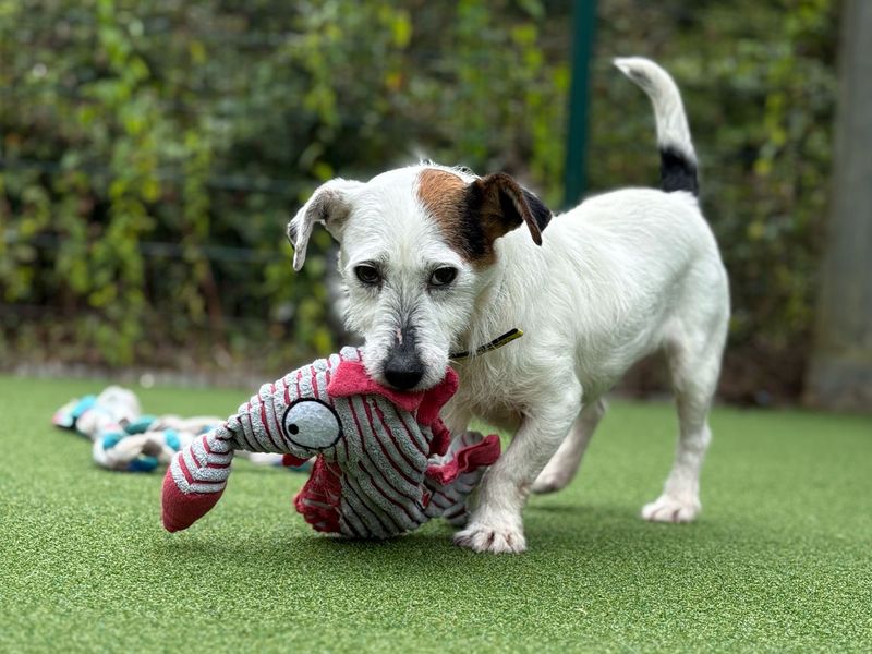 Jack Russell for adoption in Shoreham by Sea, West Sussex – 2 years old - Image 2 of 2