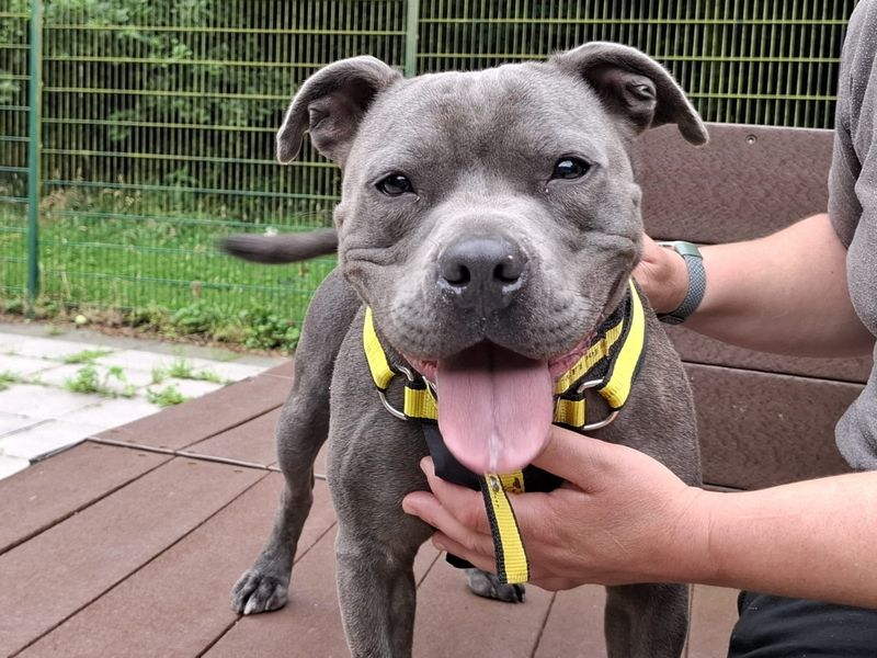 Staffordshire Bull Terrier for adoption in Ilfracombe, North Devon – 1 year old - Image 2 of 2