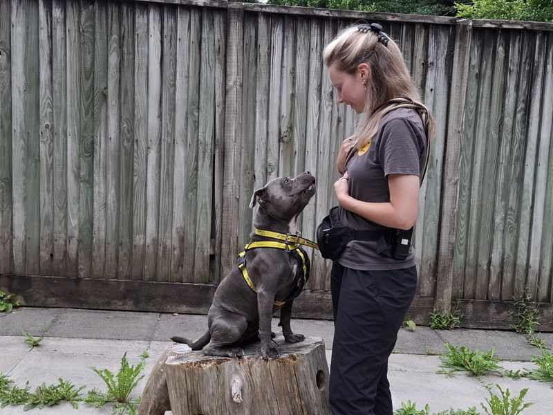 Staffordshire Bull Terrier for adoption in Ilfracombe, North Devon – 1 year old