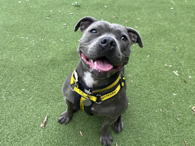 Saffie | Terrier (Staffordshire Bull) | Ilfracombe - 1