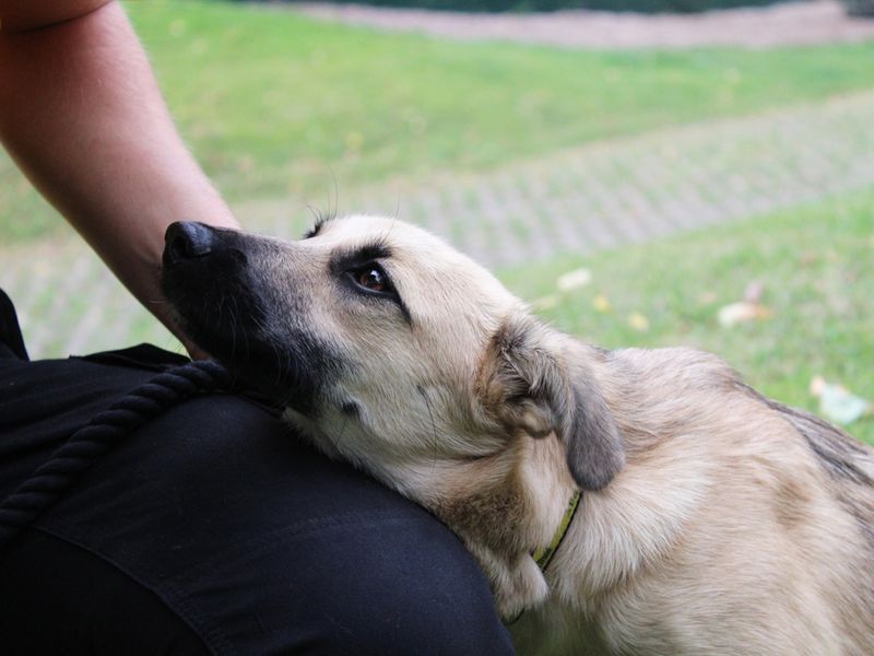 Faye | Crossbreed | Merseyside (Liverpool) - 1