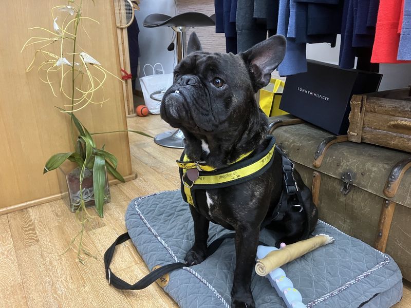 French Bulldog for adoption in Ilfracombe, North Devon – 2 years old - Image 3 of 3