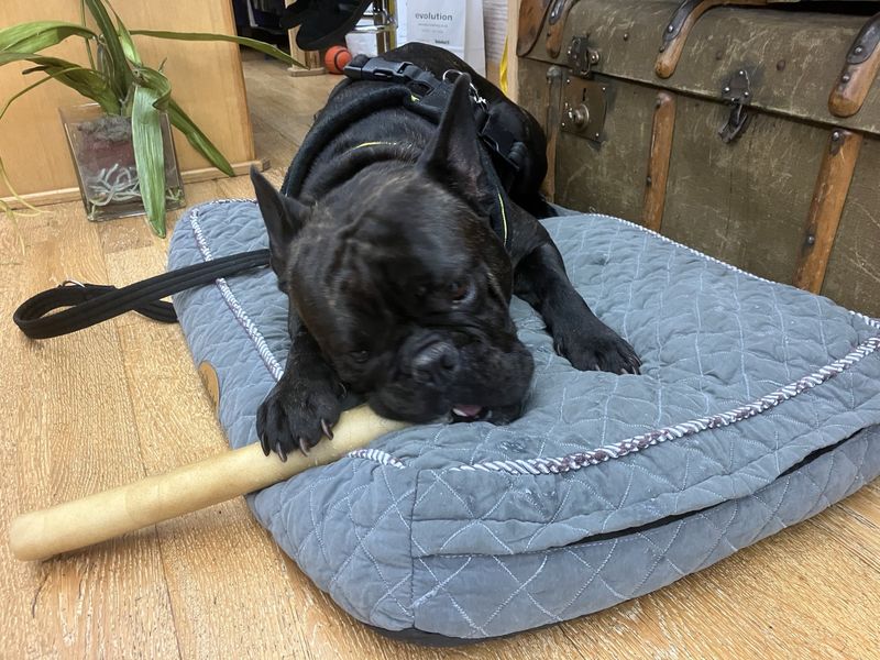 French Bulldog for adoption in Ilfracombe, North Devon – 2 years old