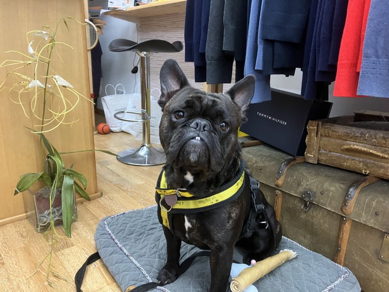 Reg | French Bulldog | Ilfracombe - 1