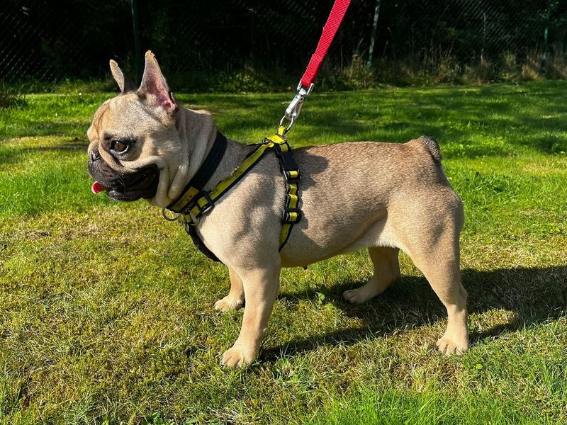 French Bulldog for adoption in Chestfield, Kent – 2 years old - Image 3 of 5
