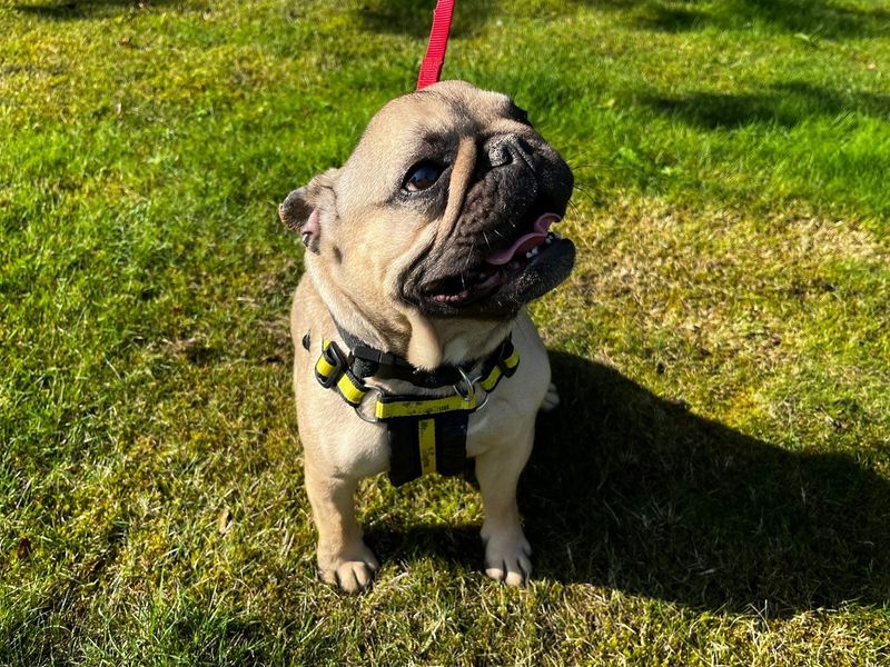 French Bulldog for adoption in Chestfield, Kent – 2 years old - Image 5 of 5