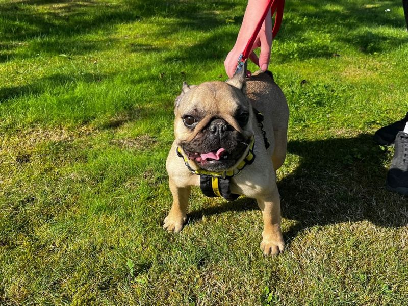 French Bulldog for adoption in Chestfield, Kent – 2 years old