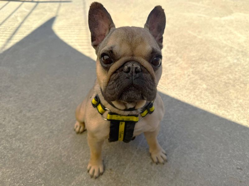 French Bulldog for adoption in Chestfield, Kent – 2 years old - Image 4 of 5