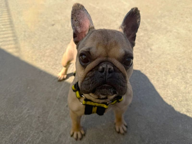French Bulldog for adoption in Chestfield, Kent – 2 years old - Image 2 of 5
