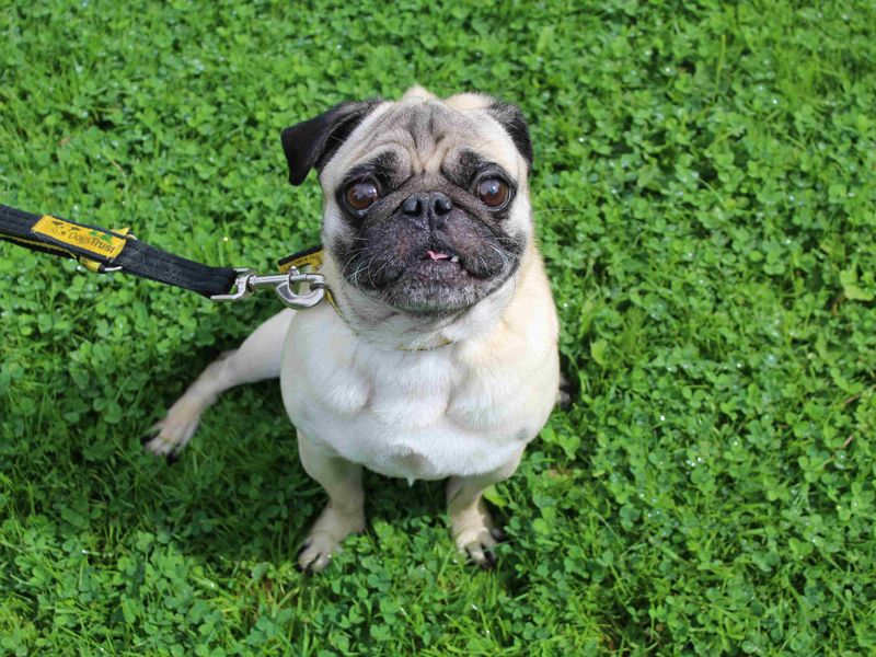 Pug for adoption in Glasgow, Scotland – 9 years old