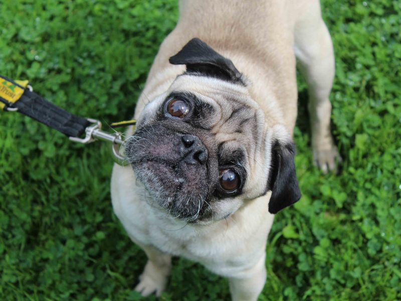 Pug for adoption in Glasgow, Scotland – 9 years old - Image 3 of 3