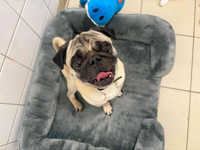 Pug for adoption in Glasgow, Scotland – 9 years old - Image 2 of 3