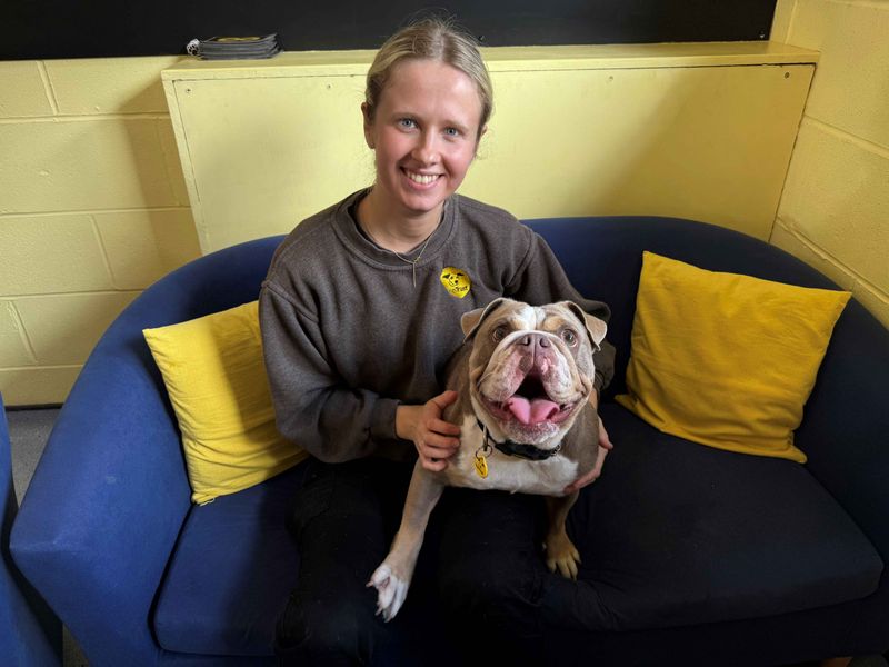 English Bulldog for adoption in West Calder, West Lothian – 2 years old