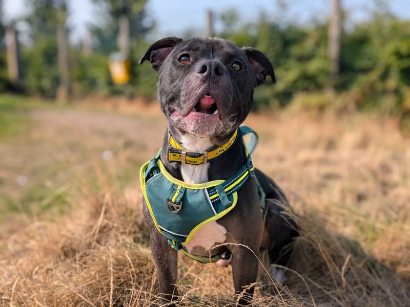 Staffordshire Bull Terrier for adoption in Cardiff, Glamorgan – 1 year old
