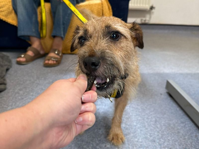 Jack Russell Terrier for adoption in Mid Glamorgan, Wales – 5 years old