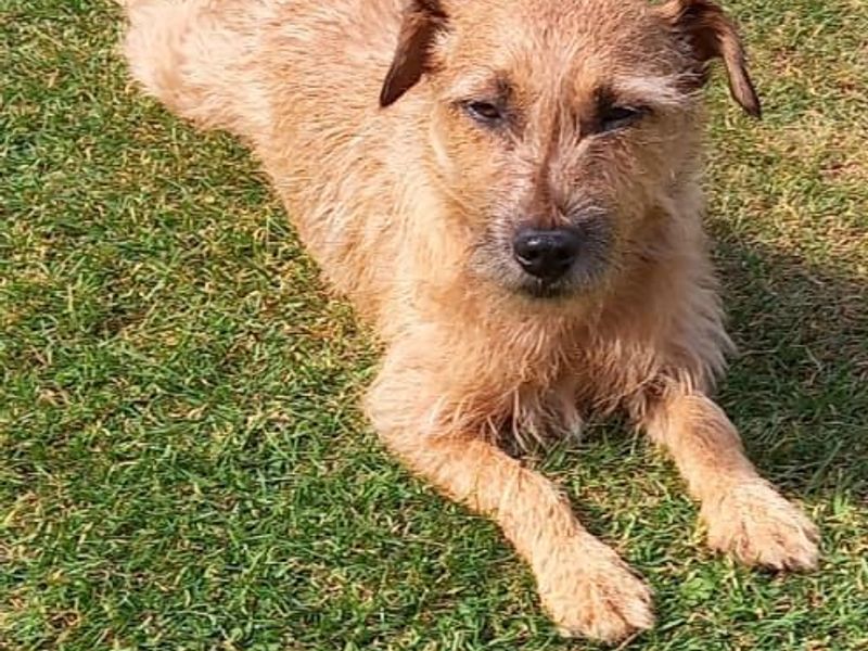 Jack Russell Terrier for adoption in Mid Glamorgan, Wales – 5 years old - Image 3 of 3