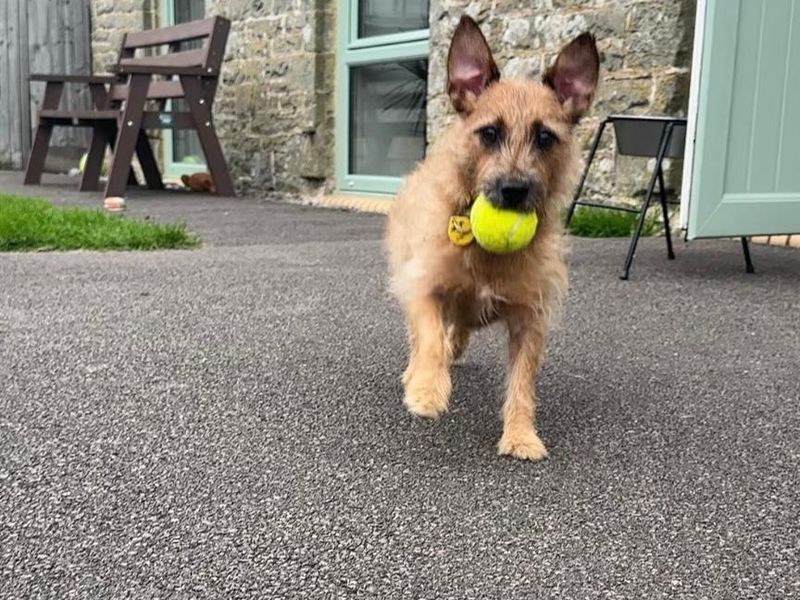 Nacho | Terrier (Patterdale) Cross | Bridgend (Wales) - 1