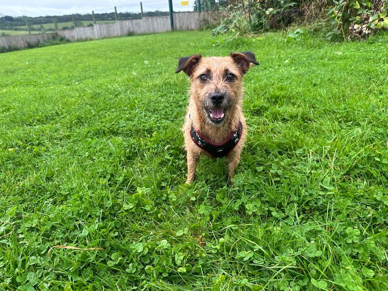 Nacho, a 6 years old male Crossbreed available for adoption from Dogs Trust in Splott, Wales