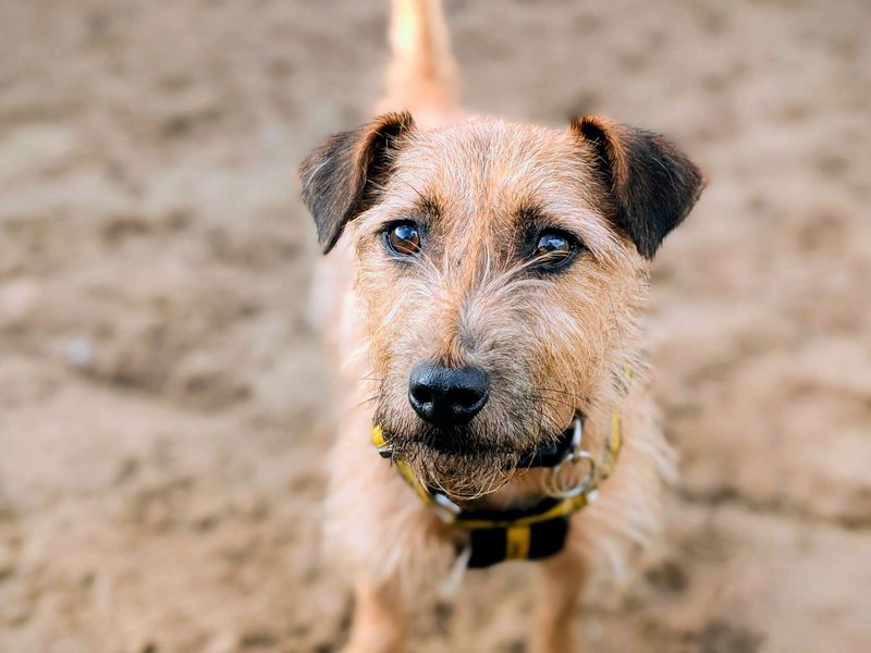 Nacho, a 6 years old male Crossbreed available for adoption from Dogs Trust in Splott, Wales