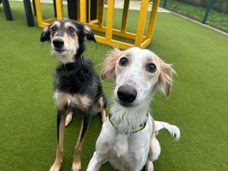 Aggie, a 4 years old female Saluki available for adoption from Dogs Trust in Basildon, Essex