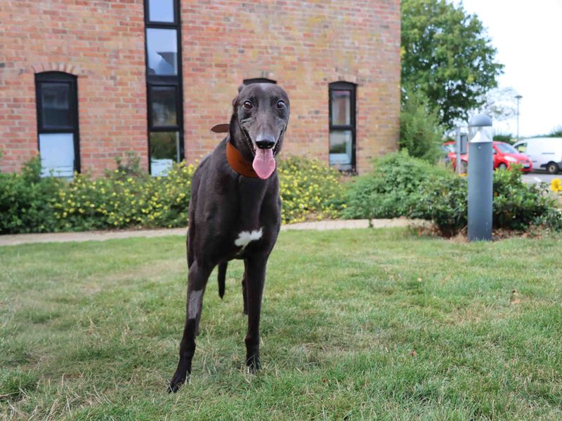 Greyhound for adoption in Sadberge, Co Durham – 3 years old