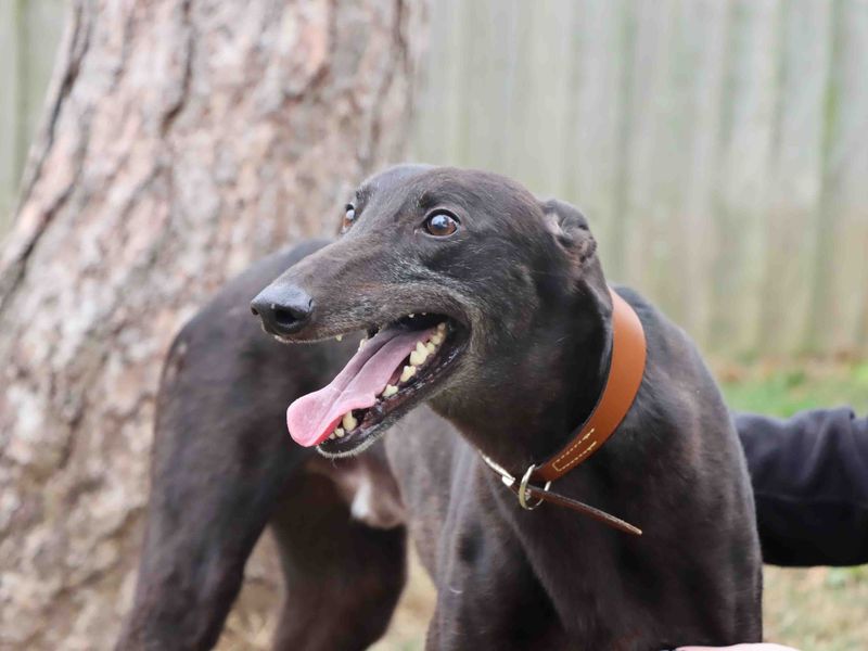 Greyhound for adoption in Sadberge, Co Durham – 3 years old - Image 3 of 3