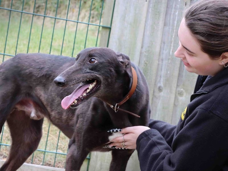Greyhound for adoption in Sadberge, Co Durham – 3 years old - Image 2 of 3
