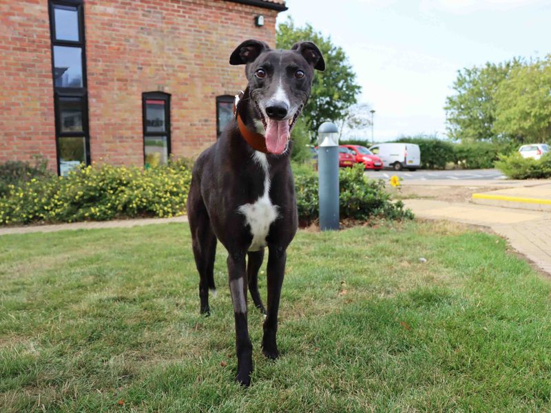 Greyhound for adoption in Sadberge, Co Durham – 7 years old
