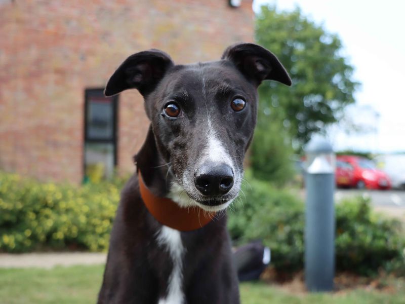 Greyhound for adoption in Sadberge, Co Durham – 7 years old - Image 2 of 2