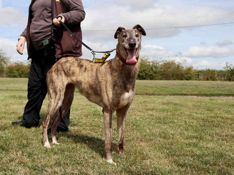 Greyhound for adoption in Sadberge, Co Durham – 6 years old