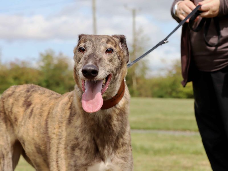 Greyhound for adoption in Sadberge, Co Durham – 6 years old - Image 3 of 4