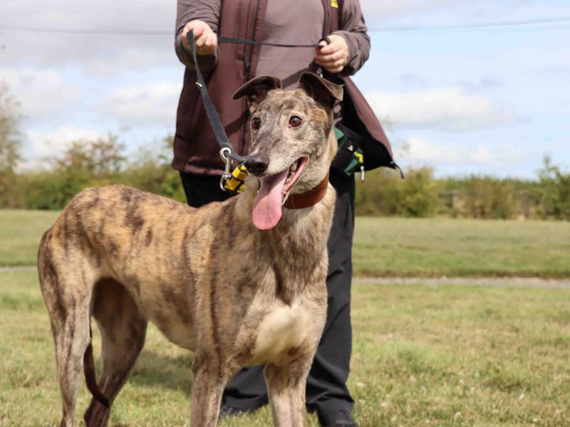 Greyhound for adoption in Sadberge, Co Durham – 6 years old - Image 4 of 4