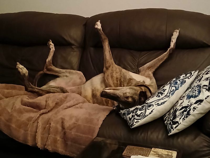 Greyhound for adoption in Sadberge, Co Durham – 6 years old - Image 2 of 4