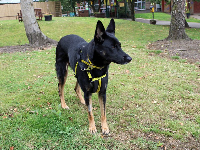 German Shepherd for adoption in Liverpool, Merseyside – 3 years old