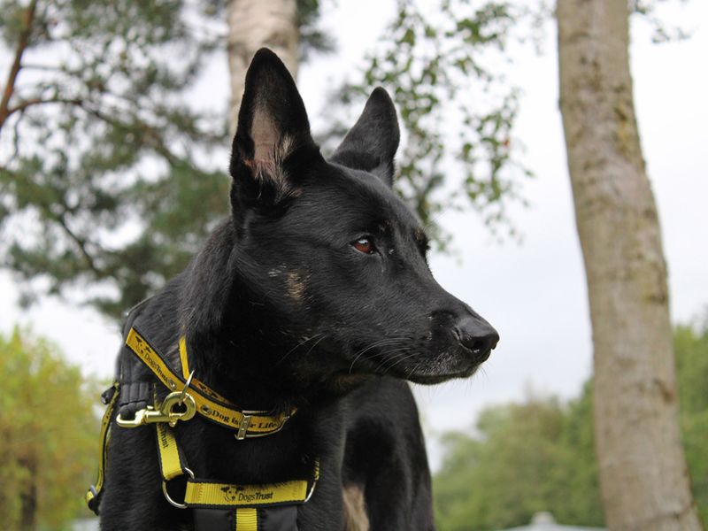 German Shepherd for adoption in Liverpool, Merseyside – 3 years old - Image 2 of 4