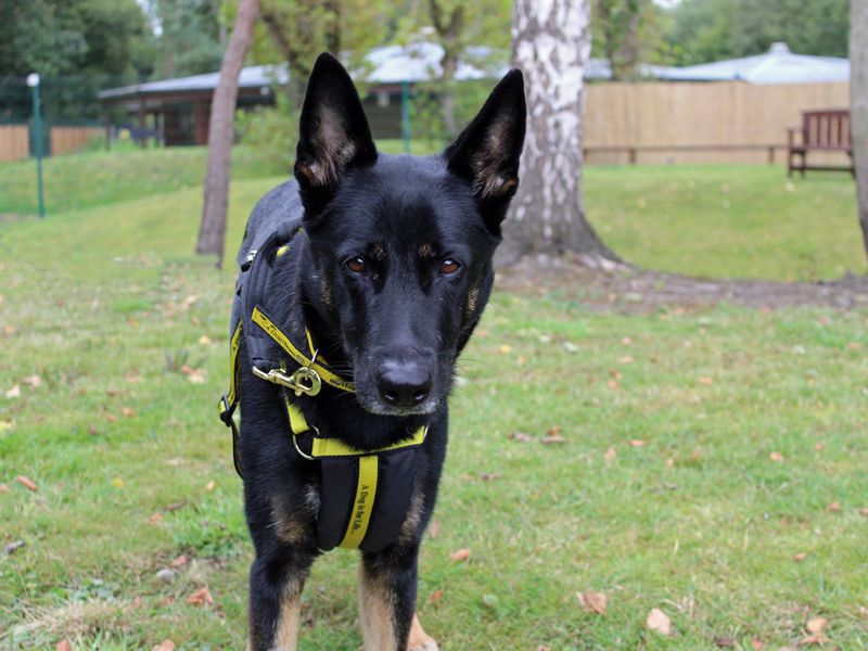 German Shepherd for adoption in Liverpool, Merseyside – 3 years old - Image 4 of 4
