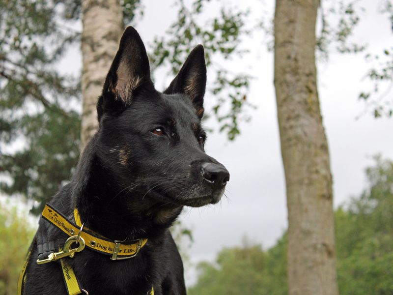 German Shepherd for adoption in Liverpool, Merseyside – 3 years old - Image 3 of 4