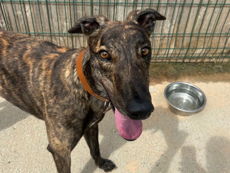 Greyhound for adoption in Wymeswold, Leicestershire – 3 years old