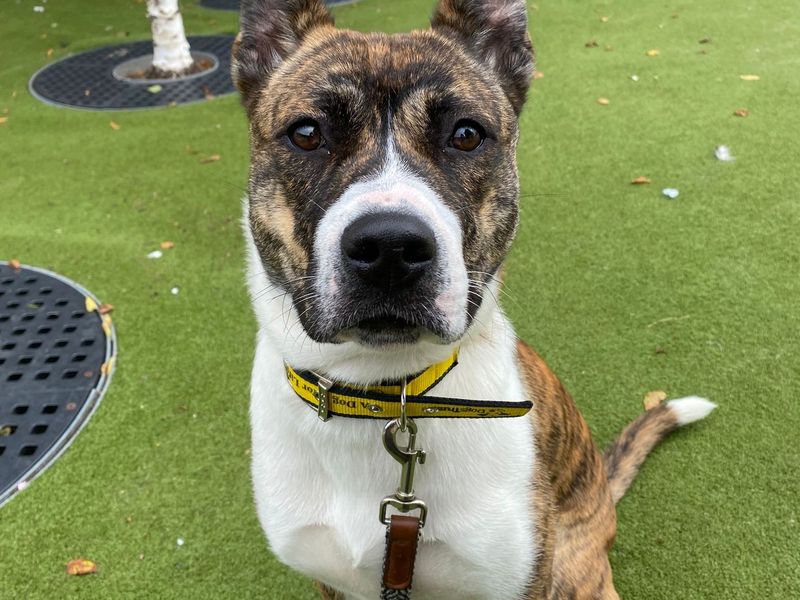 American Bulldog for adoption in Manchester, Greater Manchester – 8 months old - Image 2 of 2