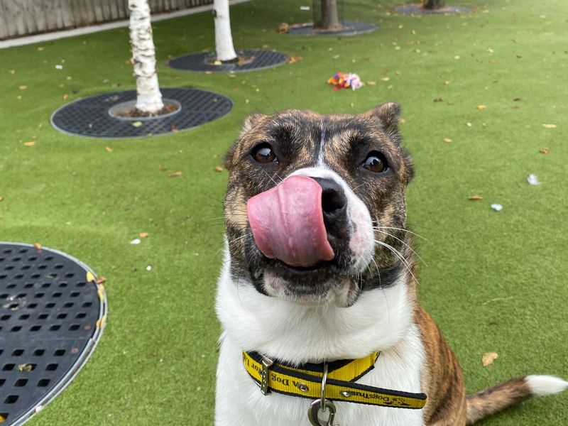American Bulldog for adoption in Manchester, Greater Manchester – 8 months old